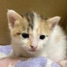 ミルク飲み子猫1ヶ月の小春ちゃん♪人馴れ抜群♪ サムネイル2