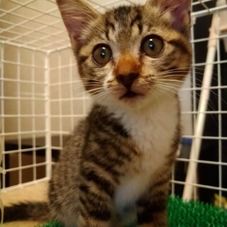 三姉妹で寂しがり屋の甘えん坊さんです