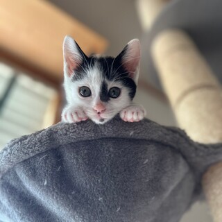 青海、里親さま決定！ありがとうございました♥️