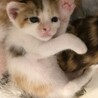 ミルク飲み子猫1ヶ月の小春ちゃん♪人馴れ抜群♪ サムネイル3