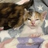 ミルク飲み子猫1ヶ月の小春ちゃん♪人馴れ抜群♪ サムネイル4