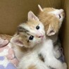 ミルク飲み子猫1ヶ月の小春ちゃん♪人馴れ抜群♪ サムネイル5