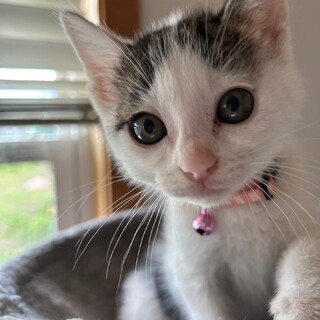 藍姫、里親さま決定！ありがとうございました♥️