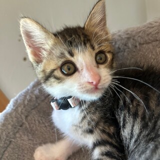 三葩、里親さま決定！ありがとうございました♥️