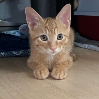 12/10さいたま市岩槻参加 ほっけ君