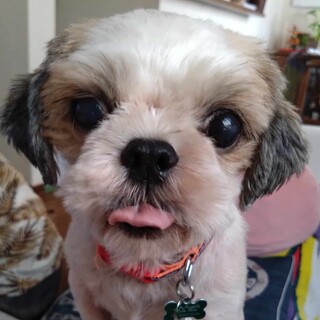 仮名：ESTA（エスタ）