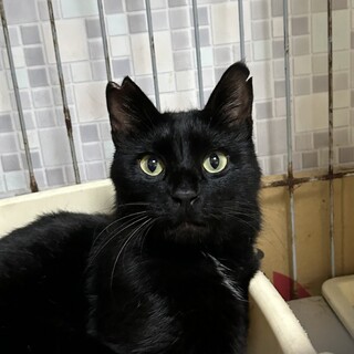 1歳4ヶ月 黒猫 すりす」大阪府 - 猫の里親募集(464168) 1枚目の画像