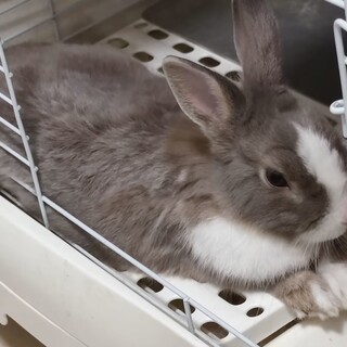 一歳のうさぎです　今月まで