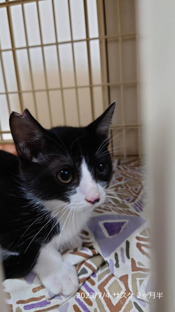 1歳　白黒はちわれ猫　甘えん坊　サスケくん サムネイル6