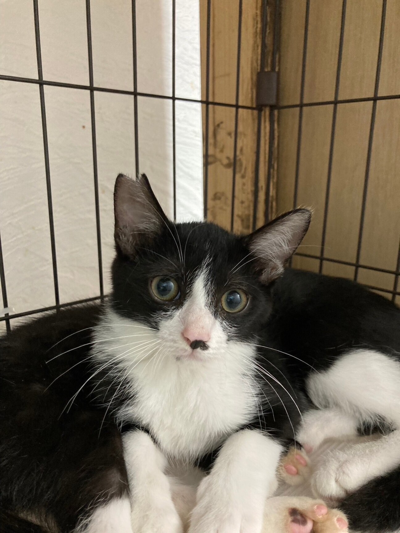 1歳　白黒はちわれ猫　甘えん坊　サスケくん サムネイル1