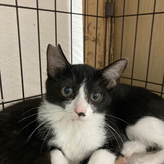 1歳　白黒はちわれ猫　甘えん坊　サスケくん