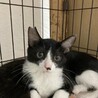 1歳　白黒はちわれ猫　甘えん坊　サスケくん サムネイル1