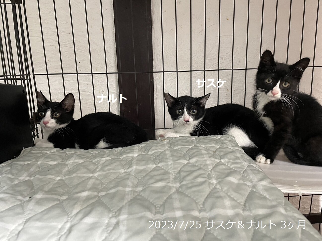 1歳　白黒はちわれ猫　甘えん坊　サスケくん サムネイル7