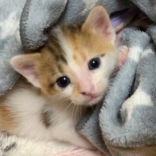ミルク飲み子猫1ヶ月の小春ちゃん♪人馴れ抜群♪