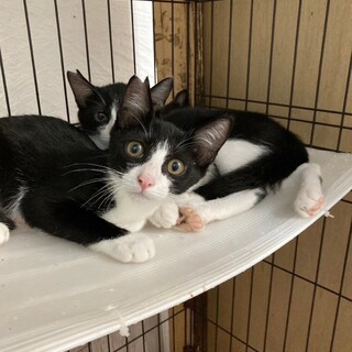 1歳　白黒はちわれ猫　おとなしい　ナルトくん