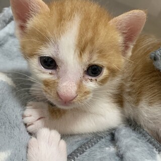 ミルク飲み子猫1ヶ月の千代丸♪人馴れ抜群♪