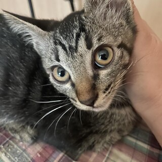 小柄でやんちゃな女の子。どらやきちゃん♪