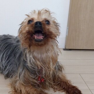 ヨークシャーテリアの里親募集