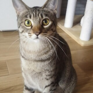 控えめに甘えてくるキジトラの女の子　みーさ