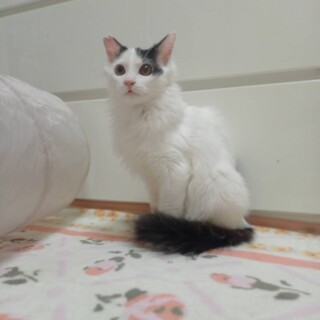 とってもかわいい兄弟☆なるみるめる☆7か月くらい