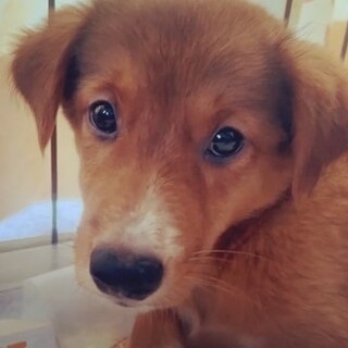生後2か月半仔犬女の子