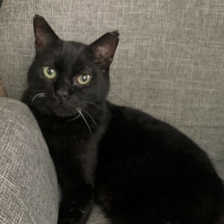 【タチバナ】とっても人懐っこい黒猫さん