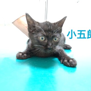 やんちゃボーイ★小五郎★黒猫男子