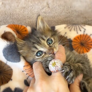 キジ長毛の女の子、メルちゃん♡