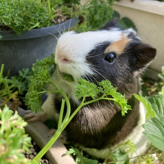 モルモット（男の子）3歳