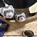 フェレット男の子　2匹　