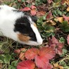 モルモット（男の子）3歳 サムネイル2