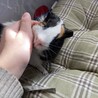 モルモット（男の子）3歳 サムネイル3