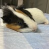 モルモット（男の子）3歳 サムネイル4
