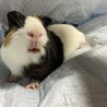 モルモット（男の子）3歳 サムネイル5
