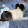 モルモット（男の子）3歳 サムネイル7