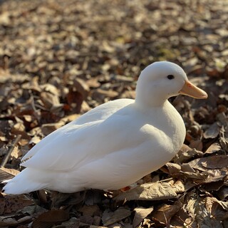 コールダック　オス　2歳