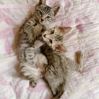 仔猫2匹 