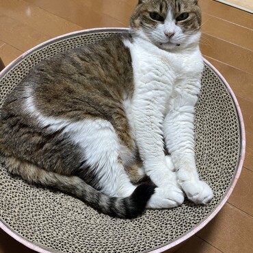 の写真