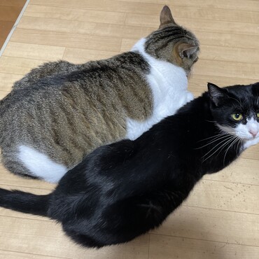 ミント7歳　クッキークリーム2歳