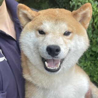 元気いっぱい、ハンサムで若い柴犬の男の子