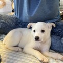 生後約3ヶ月の子犬里親緊急募集