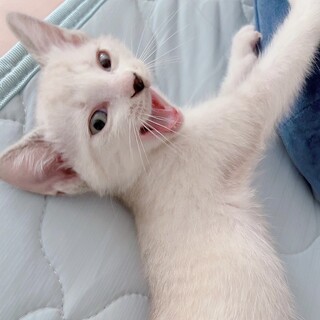 青い目のベタベタ君