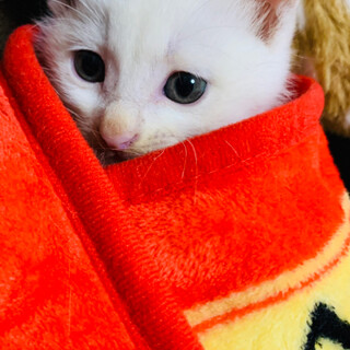 白猫♂わんぱく坊や（保護猫）１ヶ月半ぐらい