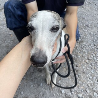 とても美しい顔立ちのウィペット、女の子です。