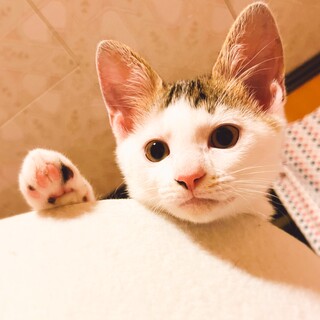 〜馴れたらお膝男子★吉四六（きっちょむ）〜