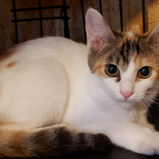 かわいい三毛フレア