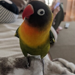 7歳 ボタンインコ