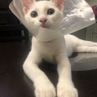 小さなしっぽのあしなが女の子