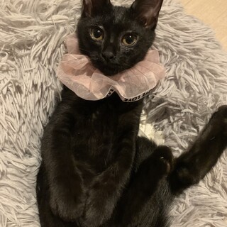 黒ねこのお姫さま姉妹♡たがみちゃん