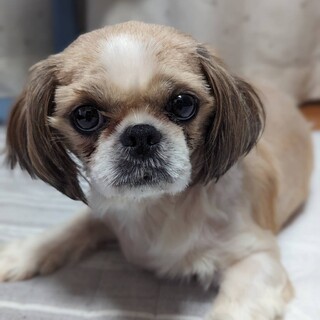 まだちょっと控えん目シーズーの女の子「ライス」